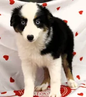 BELLE-ASDR Blue Eyes, a female Miniature Australian Shepherd for sale in Bells, TX – Photo 9 of 10