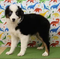 BELLE-ASDR Blue Eyes, a female Miniature Australian Shepherd for sale in Bells, TX – Photo 4 of 10