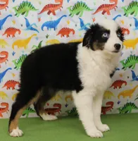 BELLE-ASDR Blue Eyes, a female Miniature Australian Shepherd for sale in Bells, TX – Photo 1 of 10