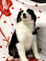 BELLE-ASDR Blue Eyes, a female Miniature Australian Shepherd for sale in Bells, TX – Photo 10 of 10