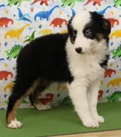 BELLE-ASDR Blue Eyes, a female Miniature Australian Shepherd for sale in Bells, TX – Photo 3 of 10