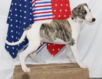 JACE-AKC, a male Whippet for sale in Bells, TX – 6 of 9