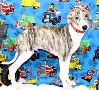 ACE-AKC, a male Whippet for sale in Bells, TX – 1 of 10