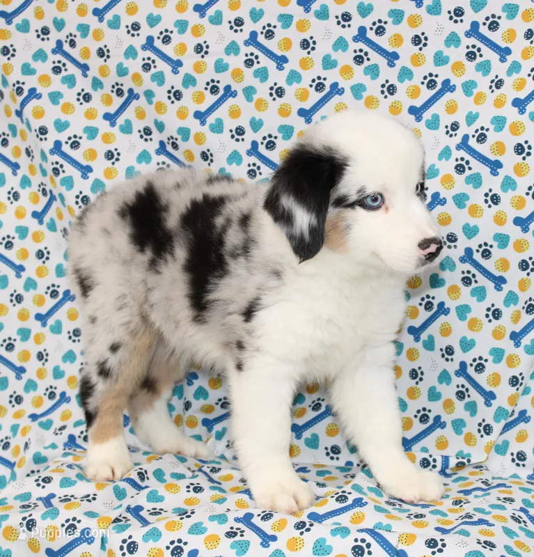 CORY-MINI AUSSIE  ASDR – Miniature Australian Shepherd puppy for sale in Bells, TX