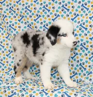 CORY-MINI AUSSIE  ASDR, a male Miniature Australian Shepherd for sale in Bells, TX – 6 of 9