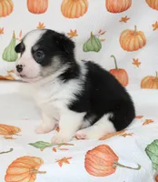 WINSTON, a female Pembroke Welsh Corgi for sale in Bells, TX – 4 of 6