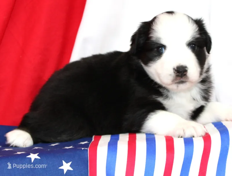 CASSIE-MINI AUSSIE ASDR – Miniature Australian Shepherd puppy for sale in Bells, TX