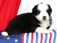 CASSIE-MINI AUSSIE ASDR, a female Miniature Australian Shepherd for sale in Bells, TX – 1 of 4