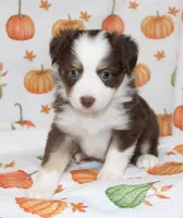 TOY TILLY-ASDR BLUE EYES, a female Miniature Australian Shepherd and Toy Australian Shepherd for sale in Bells, TX – 3 of 10