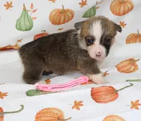 KATE, a female Pembroke Welsh Corgi for sale in Bells, TX – 3 of 5