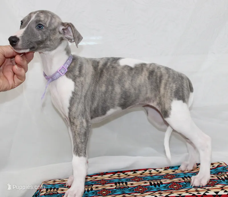 MAISIE-AKC BLUE BRINDLE BLUE EYES – Whippet puppy for sale in Bells, TX