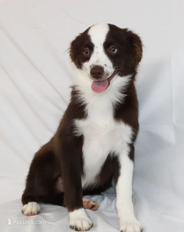 BOONE-TOY ASDR VACCINATIONS COMPLETE – Toy Australian Shepherd puppy for sale in Bells, TX