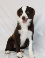 BOONE-TOY ASDR VACCINATIONS COMPLETE, a male Toy Australian Shepherd for sale in Bells, TX – 1 of 8
