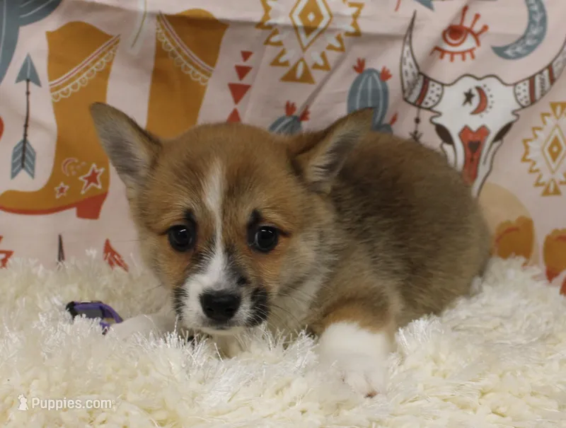 TRUFFLE – Pembroke Welsh Corgi puppy for sale in Bells, TX