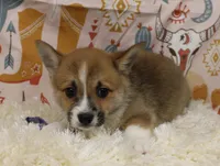 TRUFFLE, a female Pembroke Welsh Corgi for sale in Bells, TX – 1 of 9
