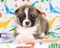 TRUFFLE, a female Pembroke Welsh Corgi for sale in Bells, TX – Photo 2 of 5