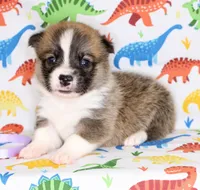 TRUFFLE, a female Pembroke Welsh Corgi for sale in Bells, TX – Photo 1 of 5