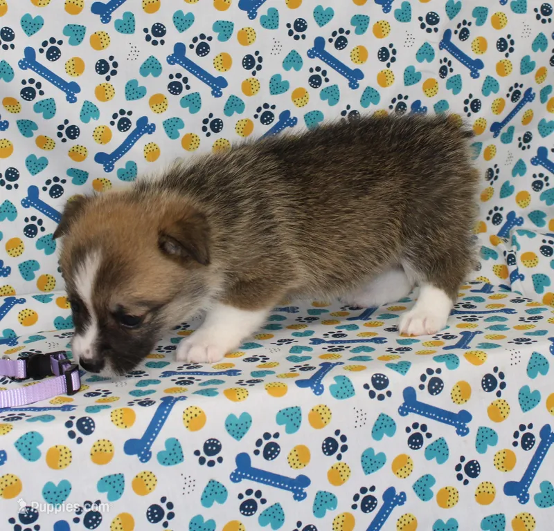 TRUFFLE – Pembroke Welsh Corgi puppy for sale in Bells, TX