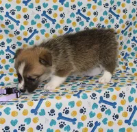 TRUFFLE, a female Pembroke Welsh Corgi for sale in Bells, TX – 5 of 9