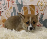 TRUFFLE, a female Pembroke Welsh Corgi for sale in Bells, TX – 4 of 9