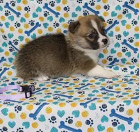 TRUFFLE, a female Pembroke Welsh Corgi for sale in Bells, TX – 8 of 9
