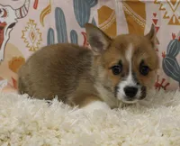 TRUFFLE, a female Pembroke Welsh Corgi for sale in Bells, TX – 2 of 9