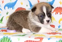 TRUFFLE, a female Pembroke Welsh Corgi for sale in Bells, TX – Photo 4 of 5