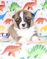 TRUFFLE, a female Pembroke Welsh Corgi for sale in Bells, TX – Photo 3 of 5