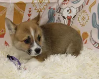 TRUFFLE, a female Pembroke Welsh Corgi for sale in Bells, TX – 3 of 9