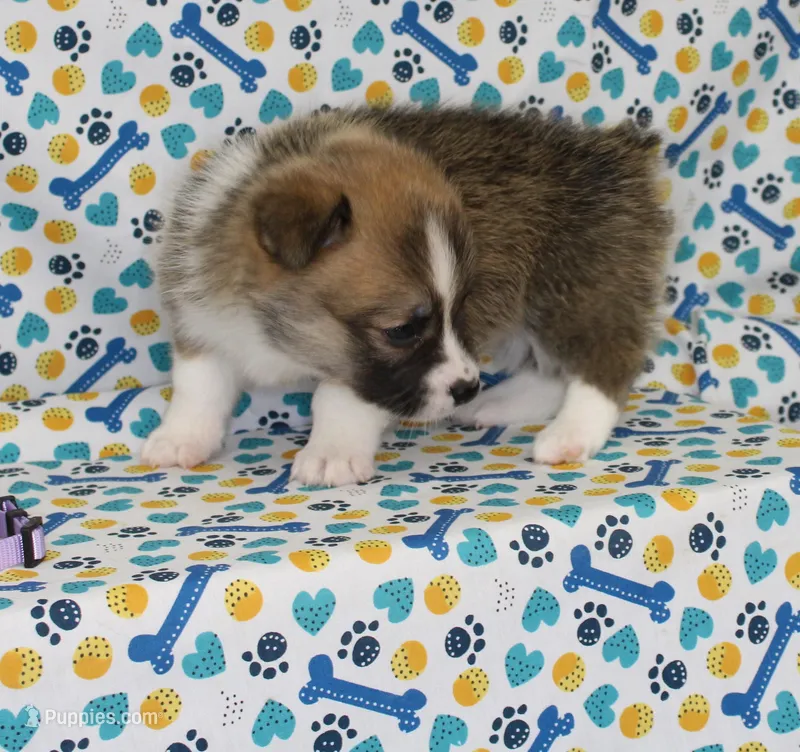 TRUFFLE – Pembroke Welsh Corgi puppy for sale in Bells, TX