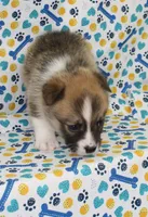 TRUFFLE, a female Pembroke Welsh Corgi for sale in Bells, TX – 9 of 9