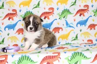 TRUFFLE, a female Pembroke Welsh Corgi for sale in Bells, TX – Photo 5 of 5