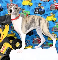 ACE-AKC, a male Whippet for sale in Bells, TX – 3 of 10