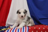 CHLOE-MINI AUSSIE  ASDR, a female Miniature Australian Shepherd for sale in Bells, TX – 2 of 6