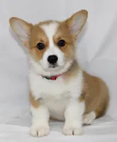 ROCKET, a male Pembroke Welsh Corgi for sale in Bells, TX – 2 of 10