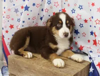 WILDER-ASDR  BLUE EYES, a male Miniature Australian Shepherd for sale in Bells, TX – 3 of 9