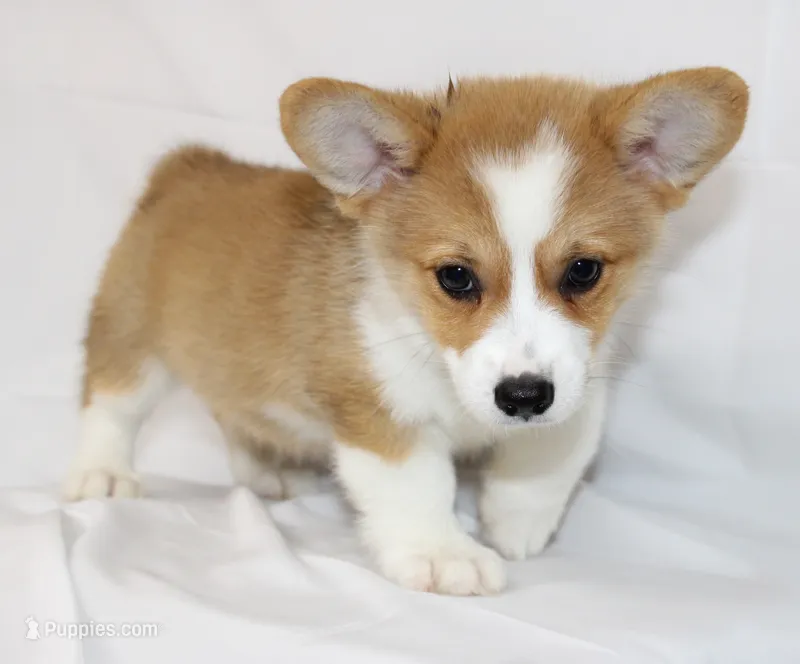 ROCKET – Pembroke Welsh Corgi puppy for sale in Bells, TX