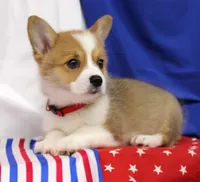 ROCKET, a male Pembroke Welsh Corgi for sale in Bells, TX – 8 of 10