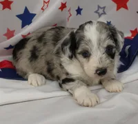 JEWEL-TOY AUSSIEDOODLE, a female Poodle - Toy  and Toy Australian Shepherd for sale in Bells, TX – 4 of 6