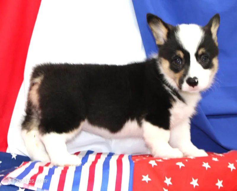 MERICA – Pembroke Welsh Corgi puppy for sale in Bells, TX