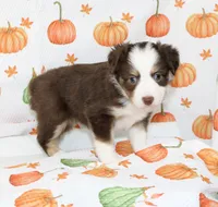 TOY TILLY-ASDR BLUE EYES, a female Miniature Australian Shepherd and Toy Australian Shepherd for sale in Bells, TX – 4 of 10