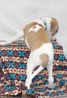 GRAHAM-WHIPPET AKC, a male Whippet for sale in Bells, TX – 8 of 10