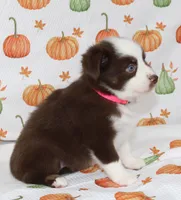TOY PIPER-ASDR BLUE EYES, a female Miniature Australian Shepherd and Toy Australian Shepherd for sale in Bells, TX – 5 of 10