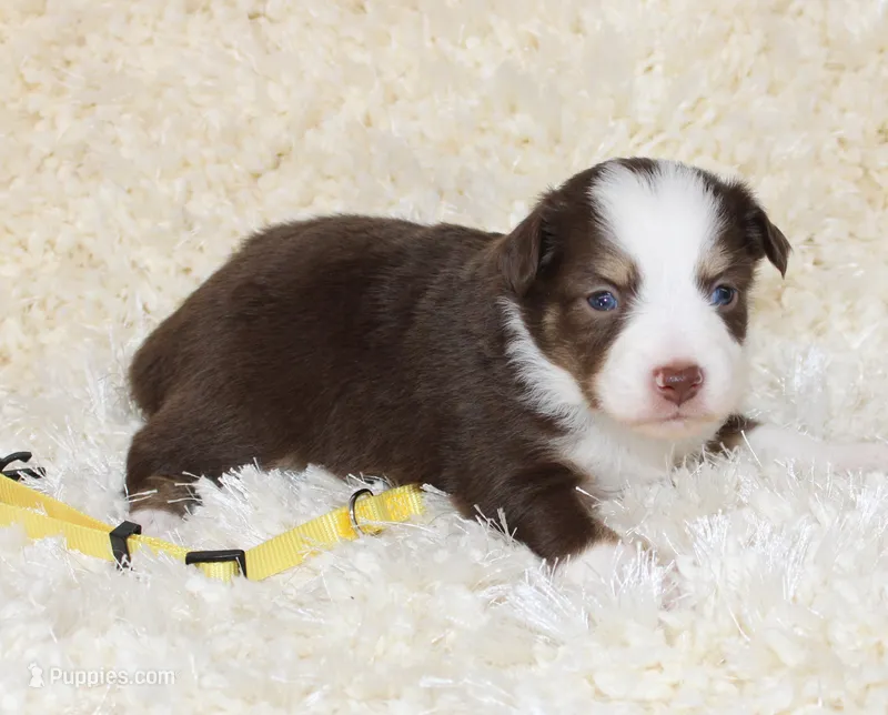 TILLY-ASDR BLUE EYES – Miniature Australian Shepherd, Toy Australian Shepherd puppy for sale in Bells, TX