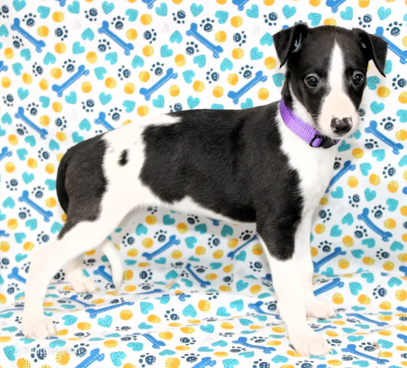 BIZZY-WHIPPET AKC – Whippet puppy for sale in Bells, TX