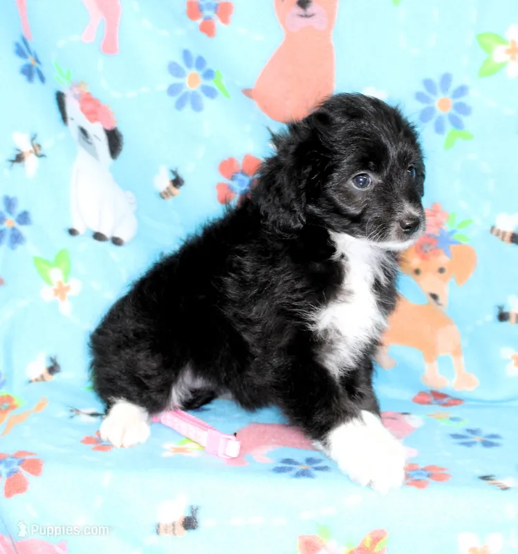 ELLA-TOY AUSSIEDOODLE – Poodle - Toy , Toy Australian Shepherd puppy for sale in Bells, TX