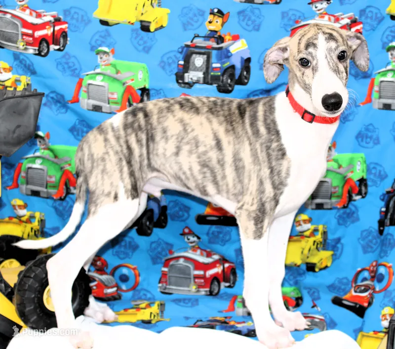 ACE-AKC – Whippet puppy for sale in Bells, TX