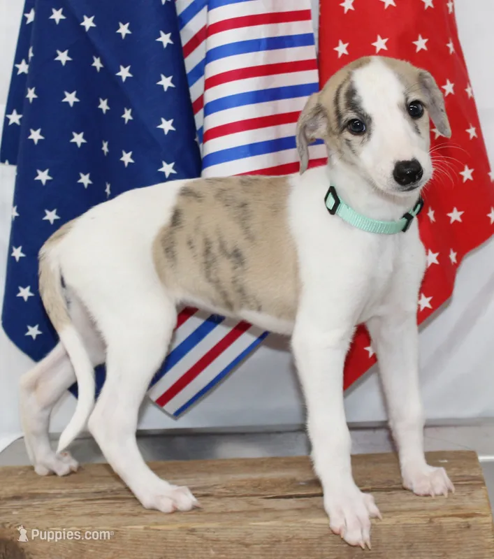 LORI-AKC – Whippet puppy for sale in Bells, TX