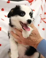 DIXIE-BLUE EYES ASDR, a female Miniature Australian Shepherd for sale in Bells, TX – Photo 3 of 8