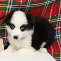 DIXIE-BLUE EYES ASDR, a female Miniature Australian Shepherd for sale in Bells, TX – Photo 7 of 8